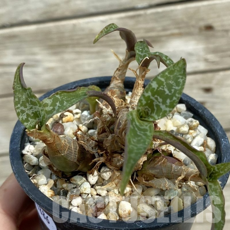 SH16886 Ledebouria socialis