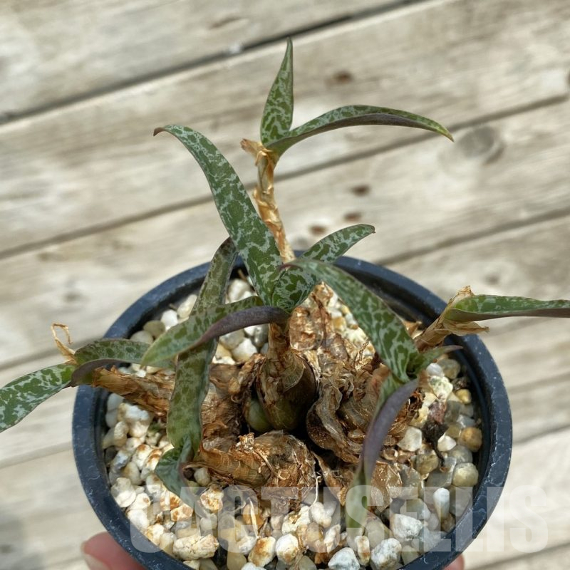 SH16887 Ledebouria socialis