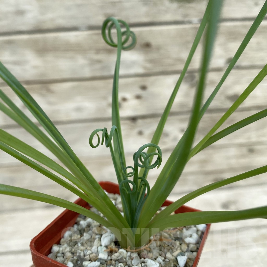 SH16888 Albuca spiralis - Image 2