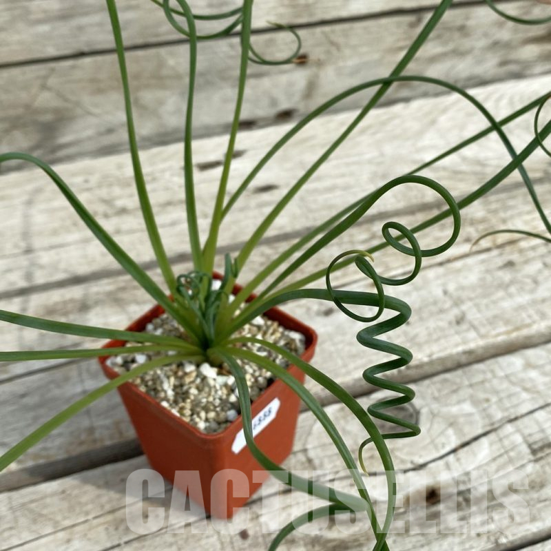 SH16888 Albuca spiralis