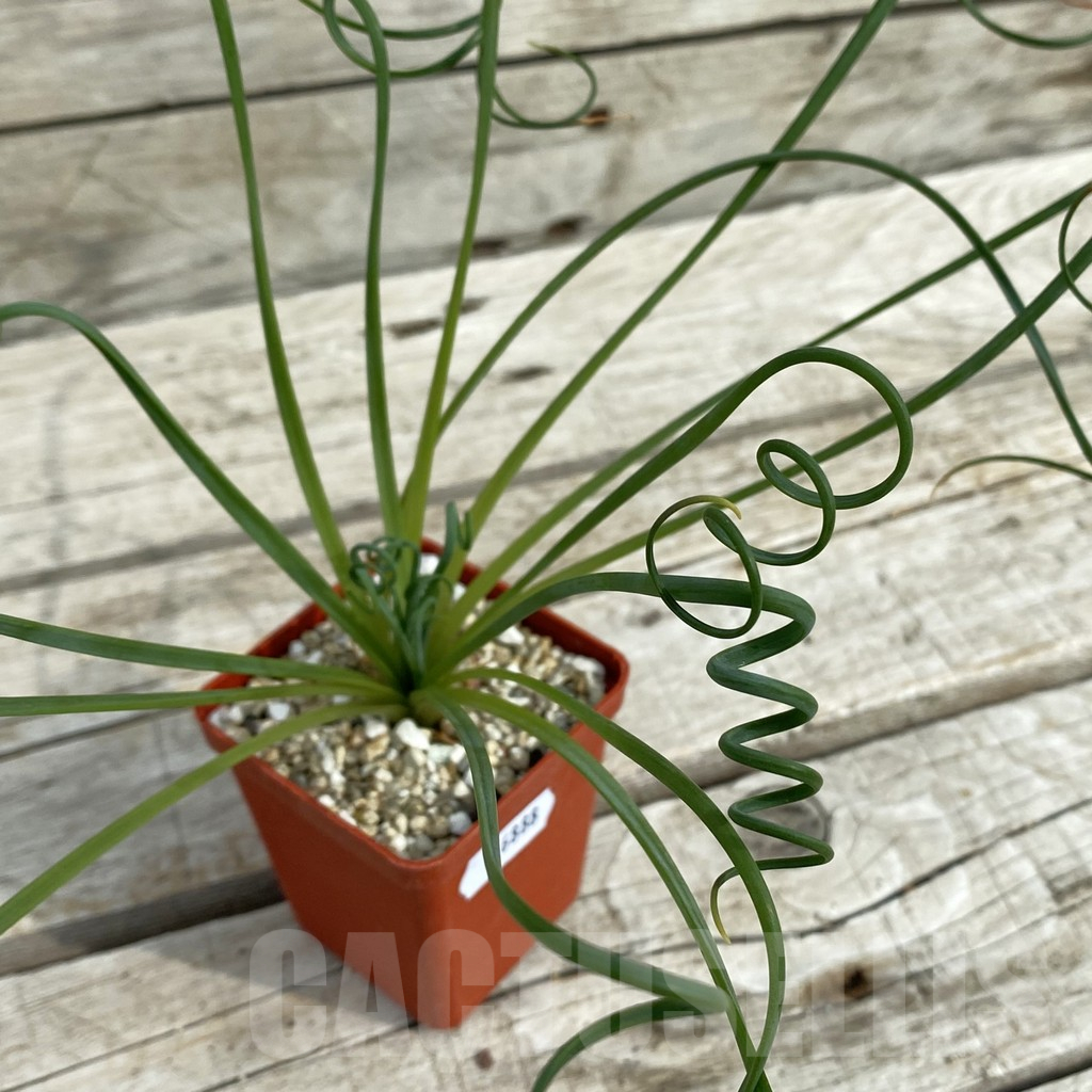 SH16888 Albuca spiralis