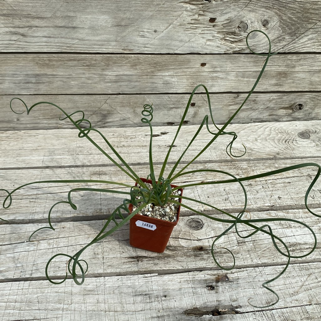 SH16888 Albuca spiralis - Image 3