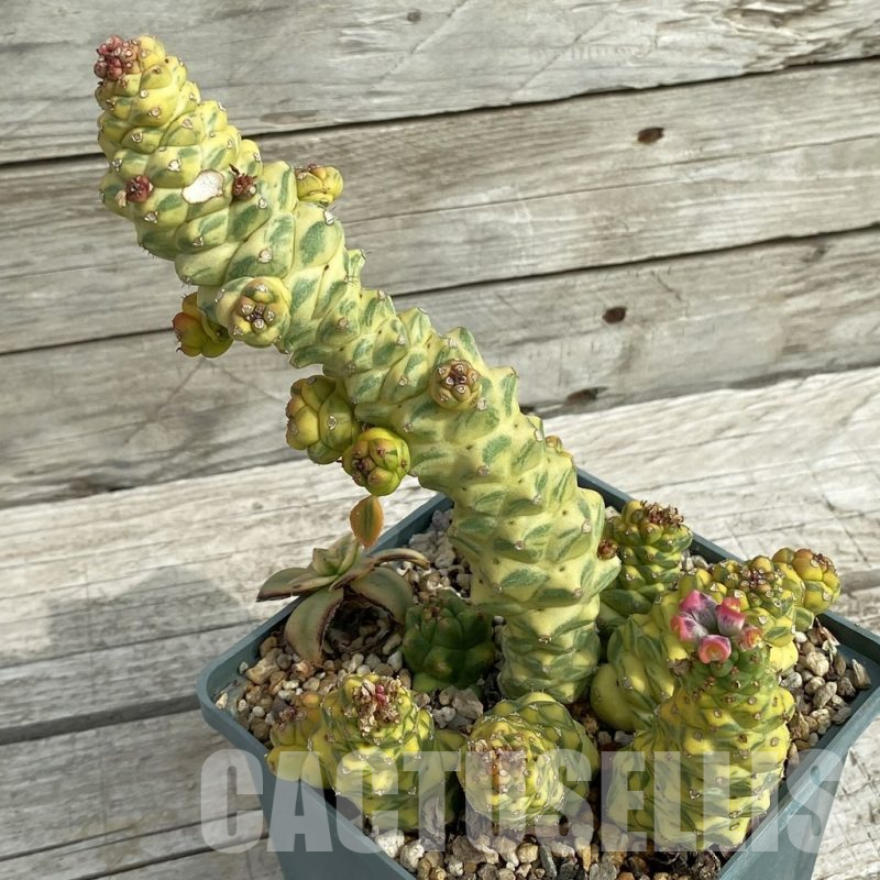 SH16890 Monadenium ritchiei f. variegata, old 10 years