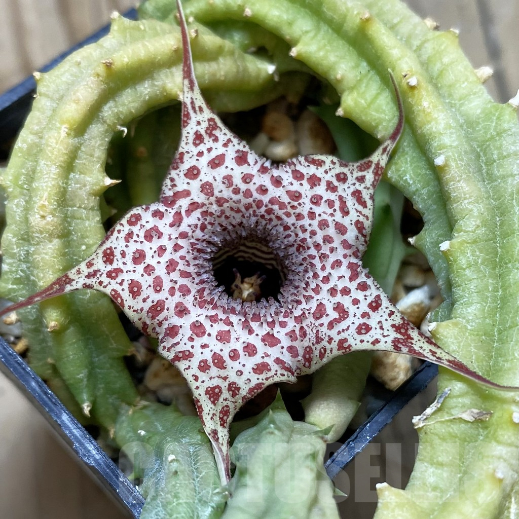 SH16894 Huernia hislopii