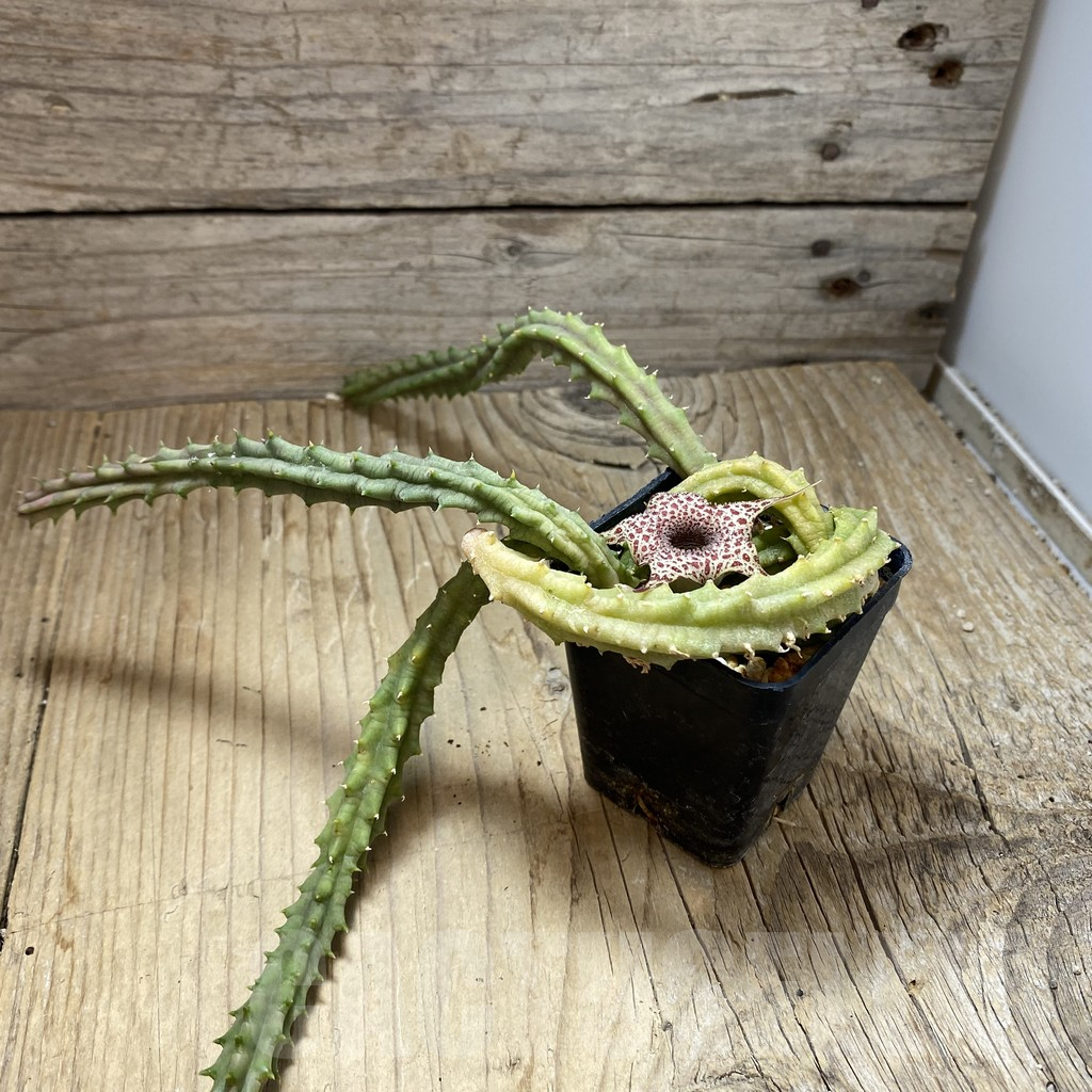 SH16894 Huernia hislopii - Image 2