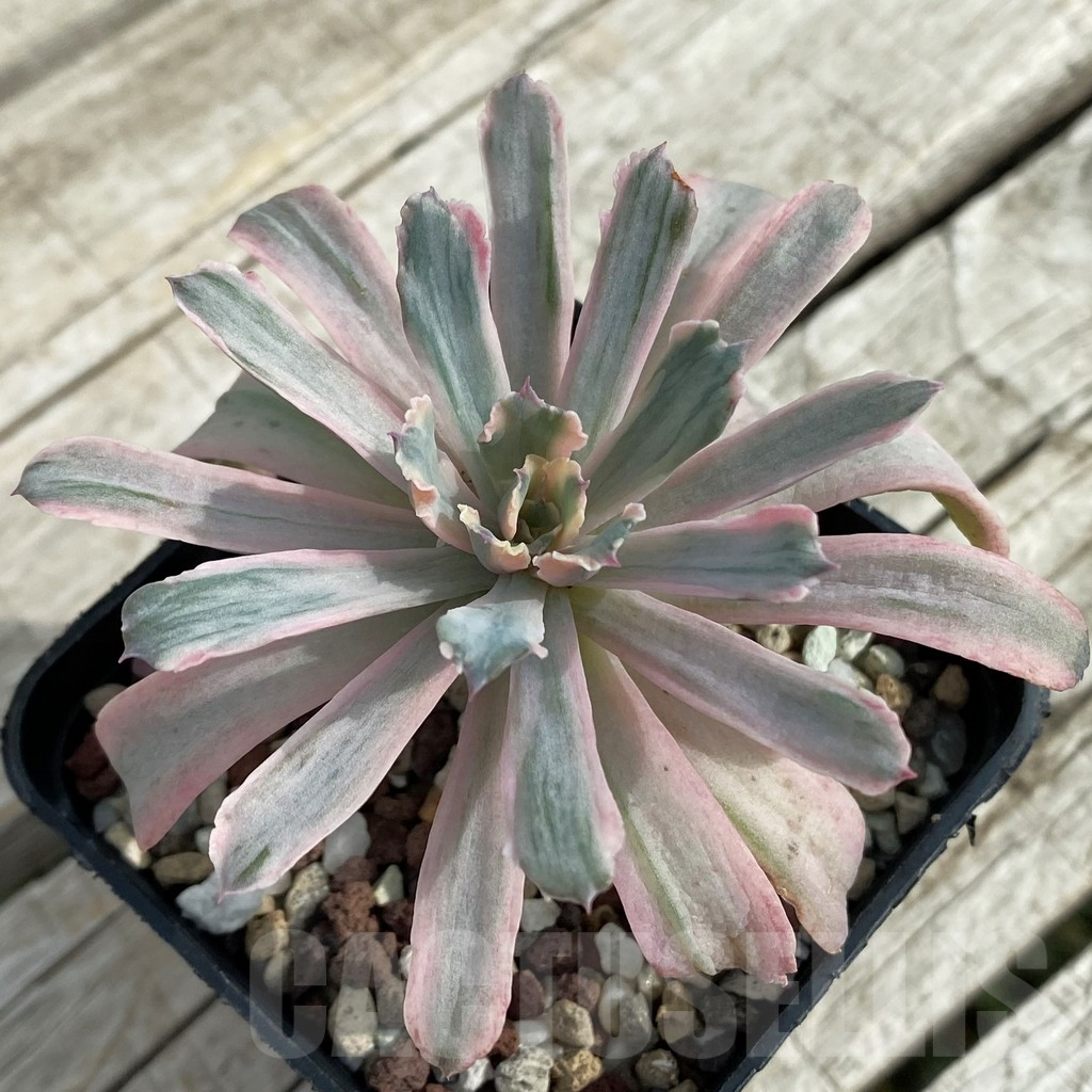 SH16877 Echeveria hoveyi f. variegata
