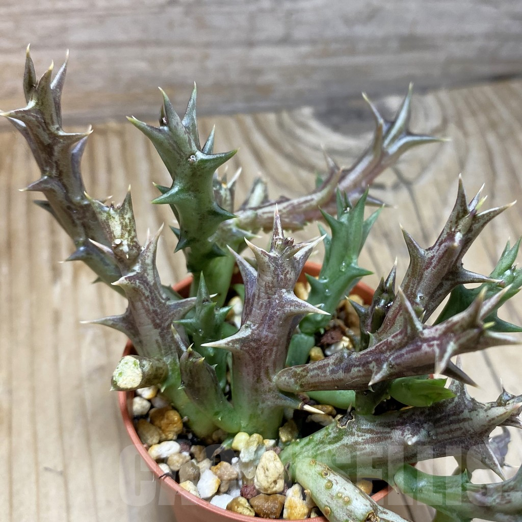 SH16896 Orbea dummeri