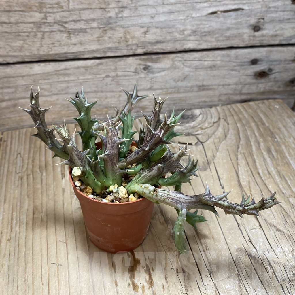 SH16896 Orbea dummeri - Imagen 2