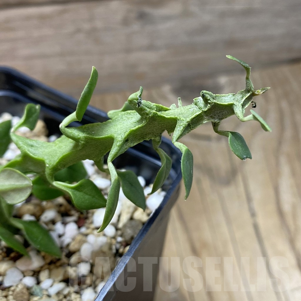 SH16898 Ceropegia simoneae ‘Green Form’