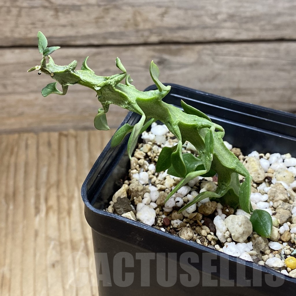 SH16898 Ceropegia simoneae ‘Green Form’ - Image 2