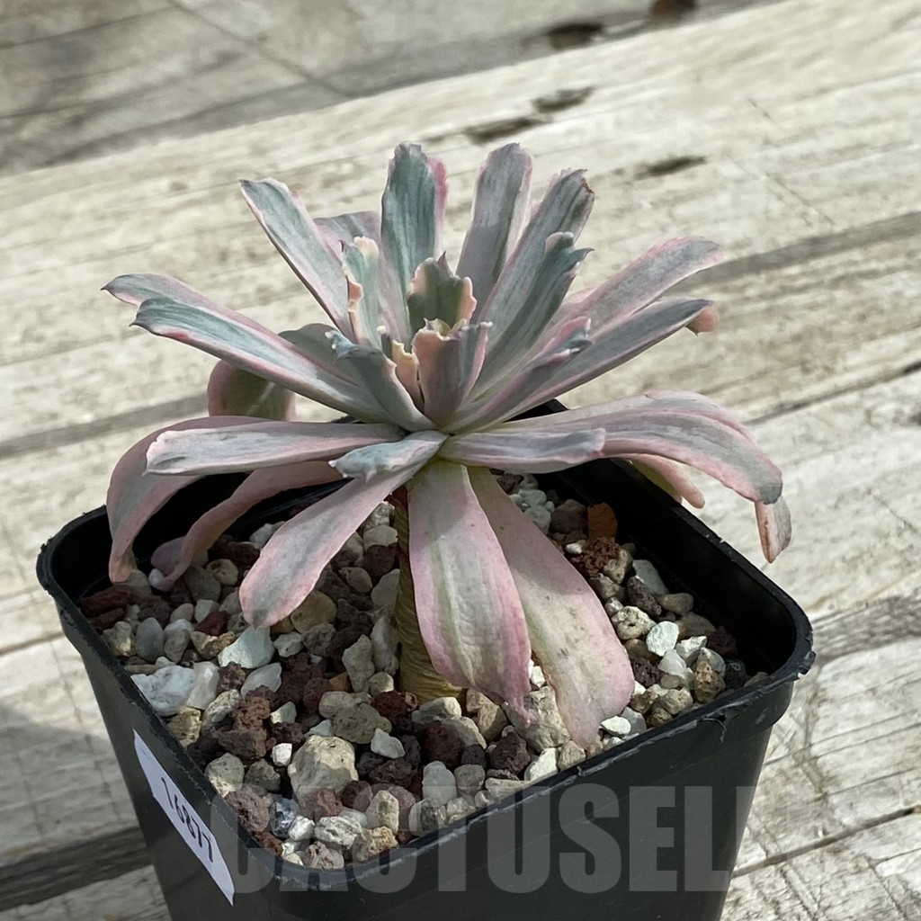 SH16877 Echeveria hoveyi f. variegata - Image 2