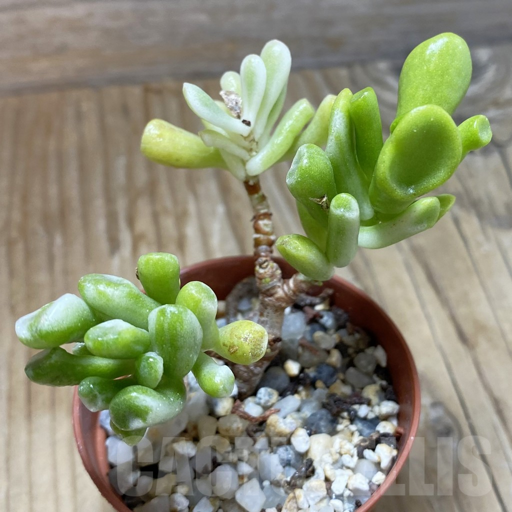 SH16899 Crassula hobbit f. variegata - 画像 (2)