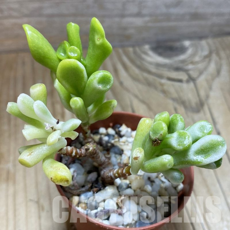 SH16899 Crassula hobbit f. variegata