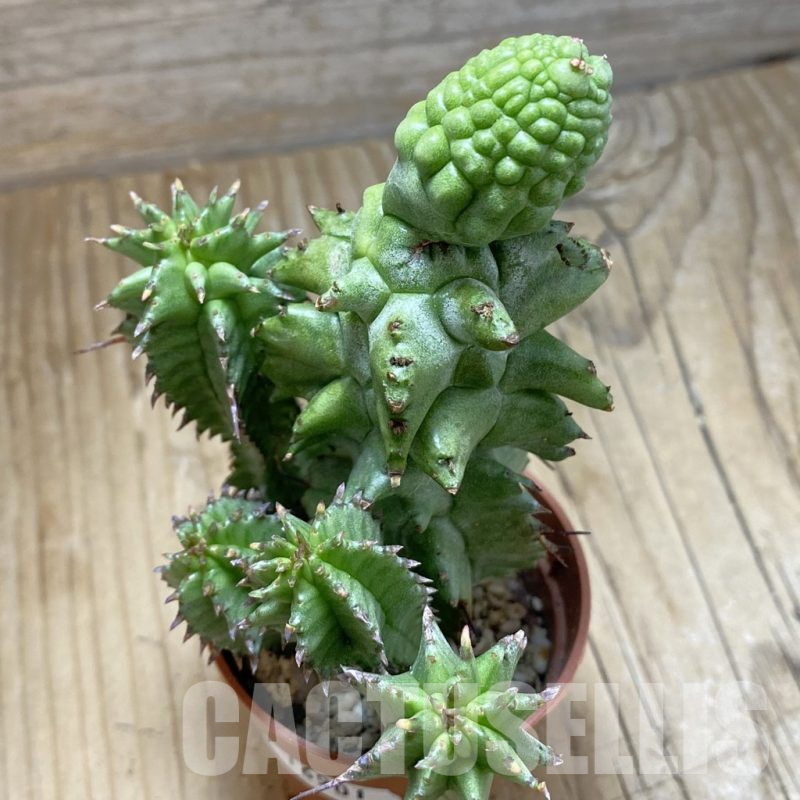 SH16901 Euphorbia horrida f. monstrosa