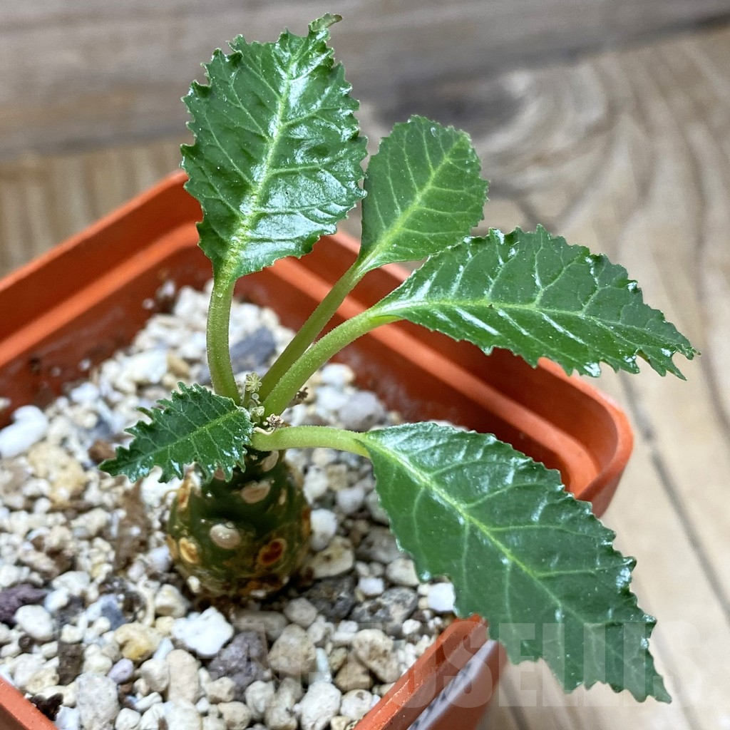 SH16905 Dorstenia horwoodii