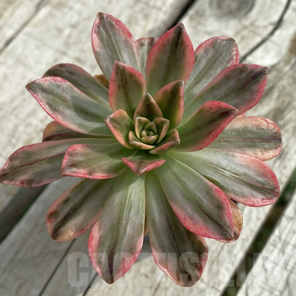 SH16878 Aeonium 'Green Tea'