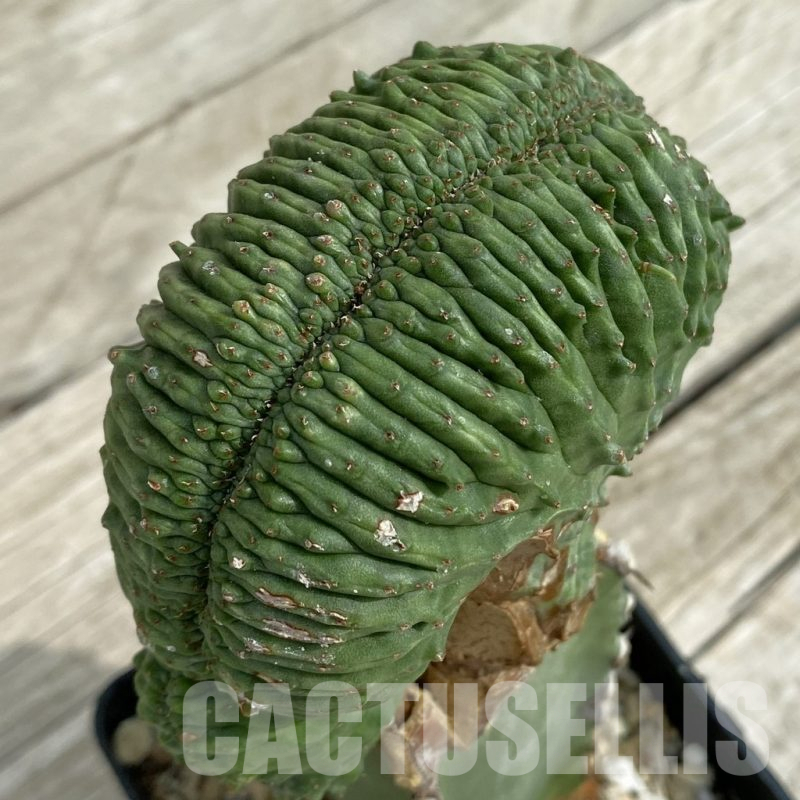 SH16906 Euphorbia obesa ‘Malik’ f. cristata, grafted