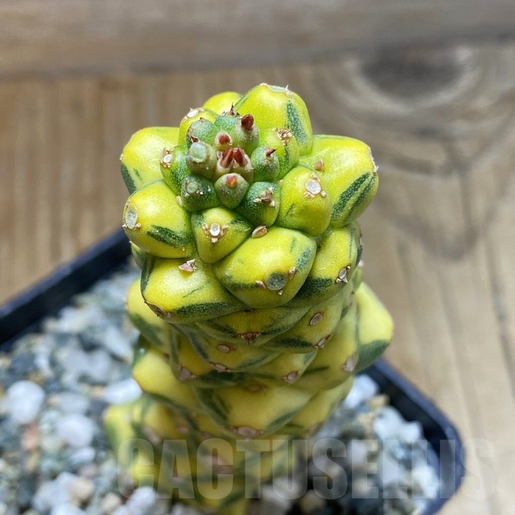 SH16907 Monadenium ritchiei f. variegata