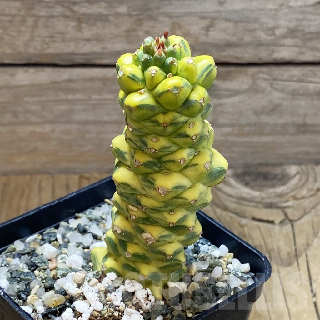 SH16907 Monadenium ritchiei f. variegata - Image 2