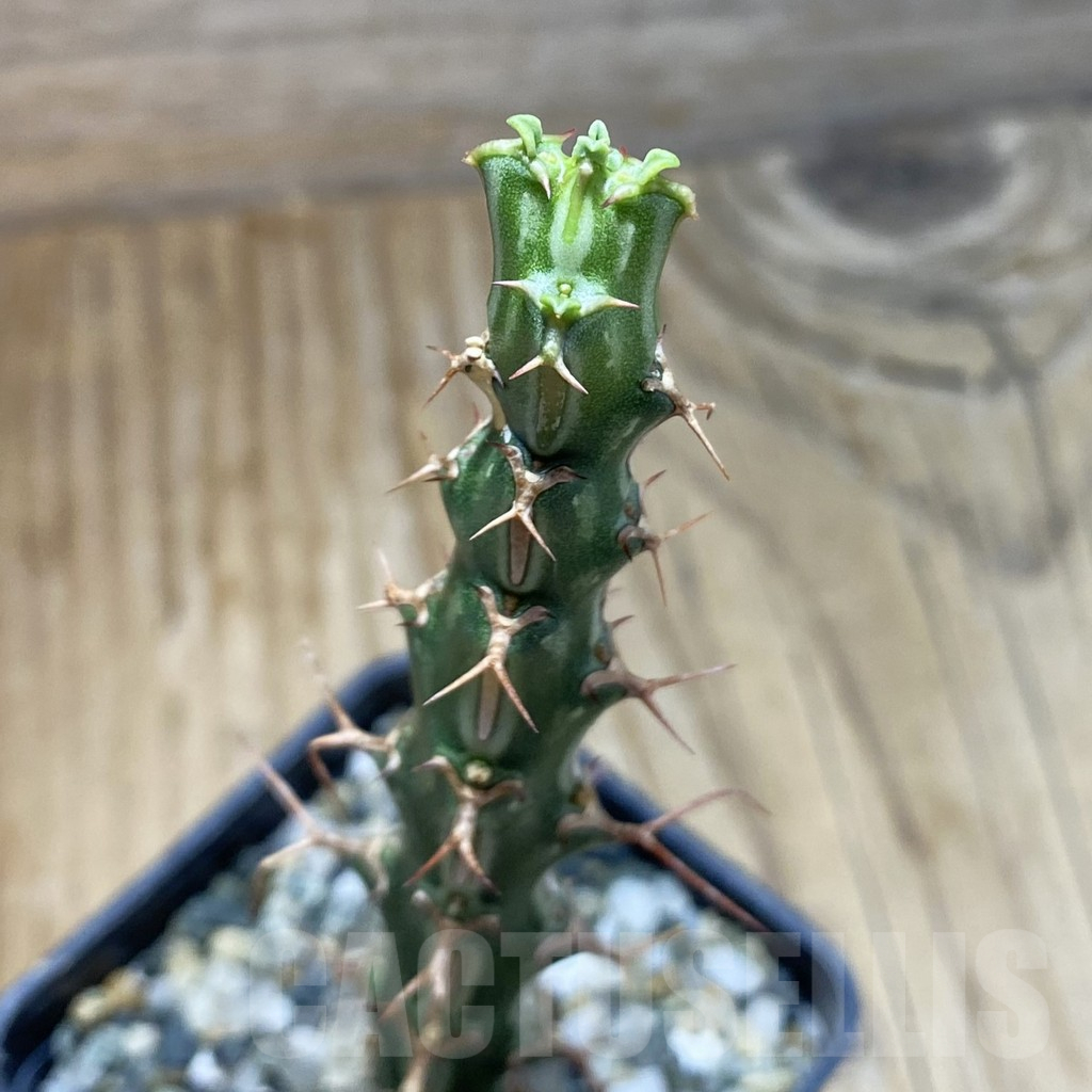 SH16908 Euphorbia pervittata