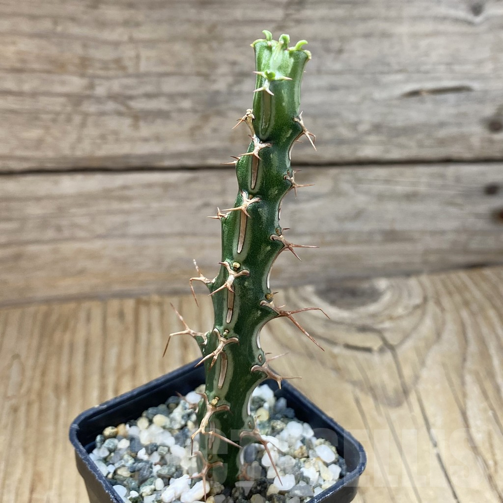 SH16908 Euphorbia pervittata – Bild 2