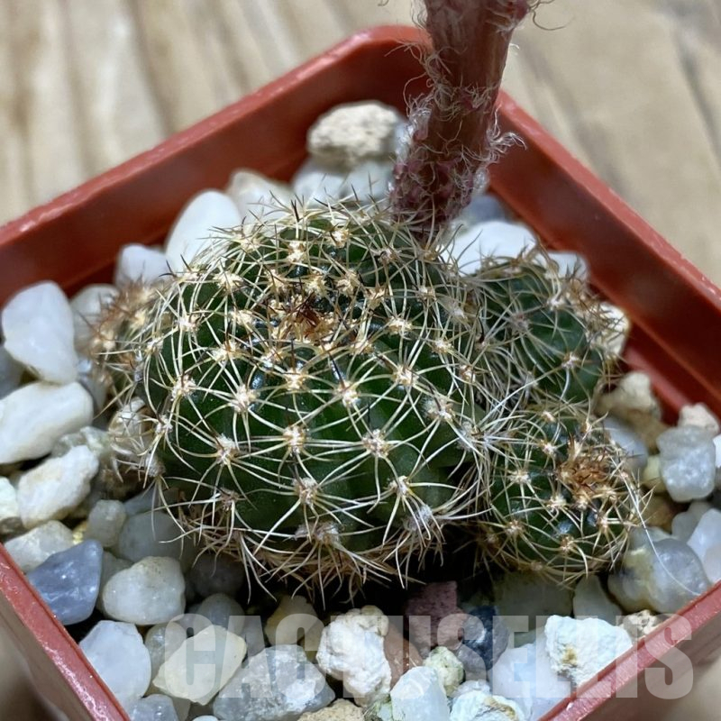 SH16979 Lobivia arachnacantha