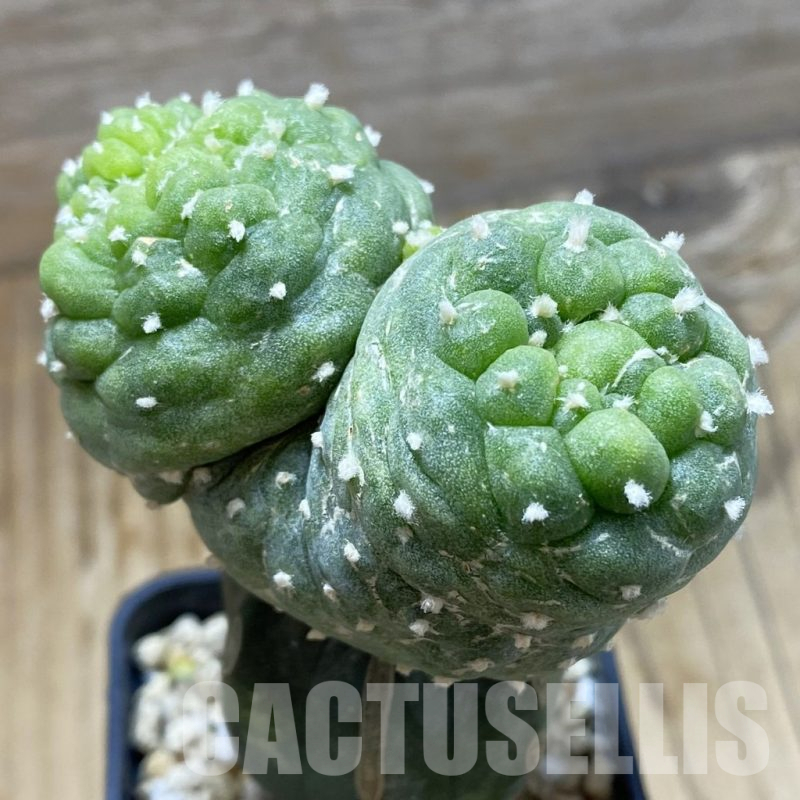 SH16984 Anhalonium diffusa f. monstrosa