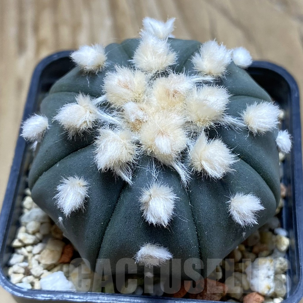 SH16985 Astrophytum asterias ‘Ooibo’