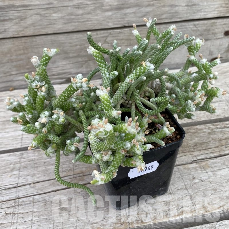 SH16949 Avonia papyracea + albissima 5 plants, old 6 years