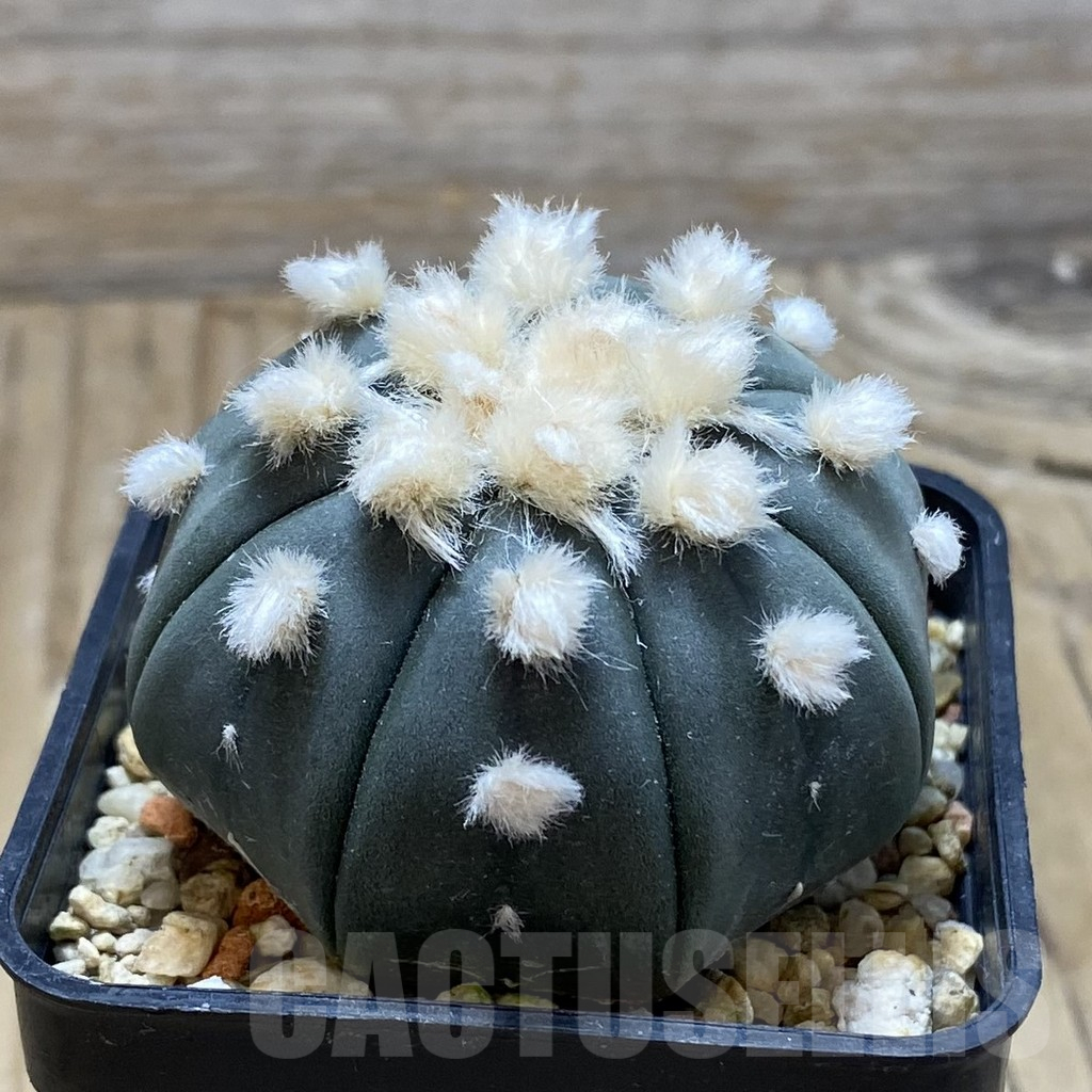 SH16985 Astrophytum asterias ‘Ooibo’ - Image 2