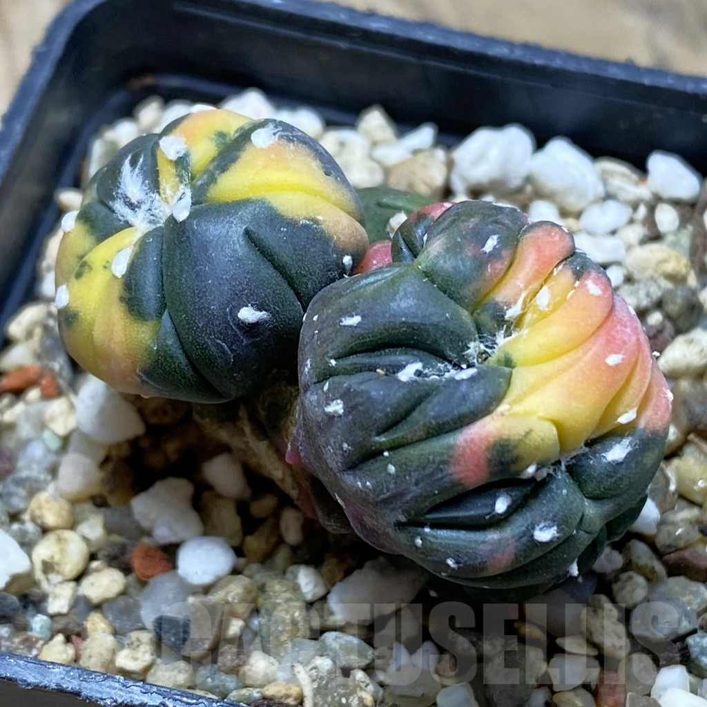 SH16986 Astrophytum asterias ‘Purple Skin’ f. cristata variegata