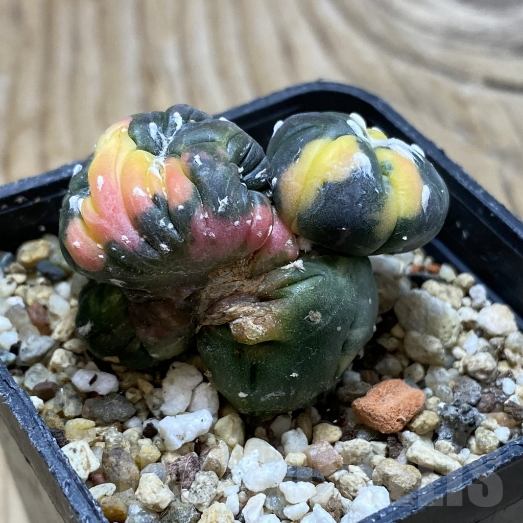 SH16986 Astrophytum asterias ‘Purple Skin’ f. cristata variegata - immagine 2