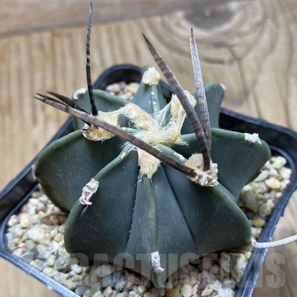 SH16989 Astrophytum niveum v. nudum, 40 km -Cienegas-