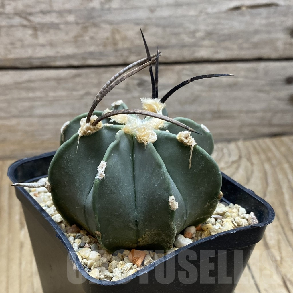 SH16989 Astrophytum niveum v. nudum, 40 km -Cienegas- - Imagen 2