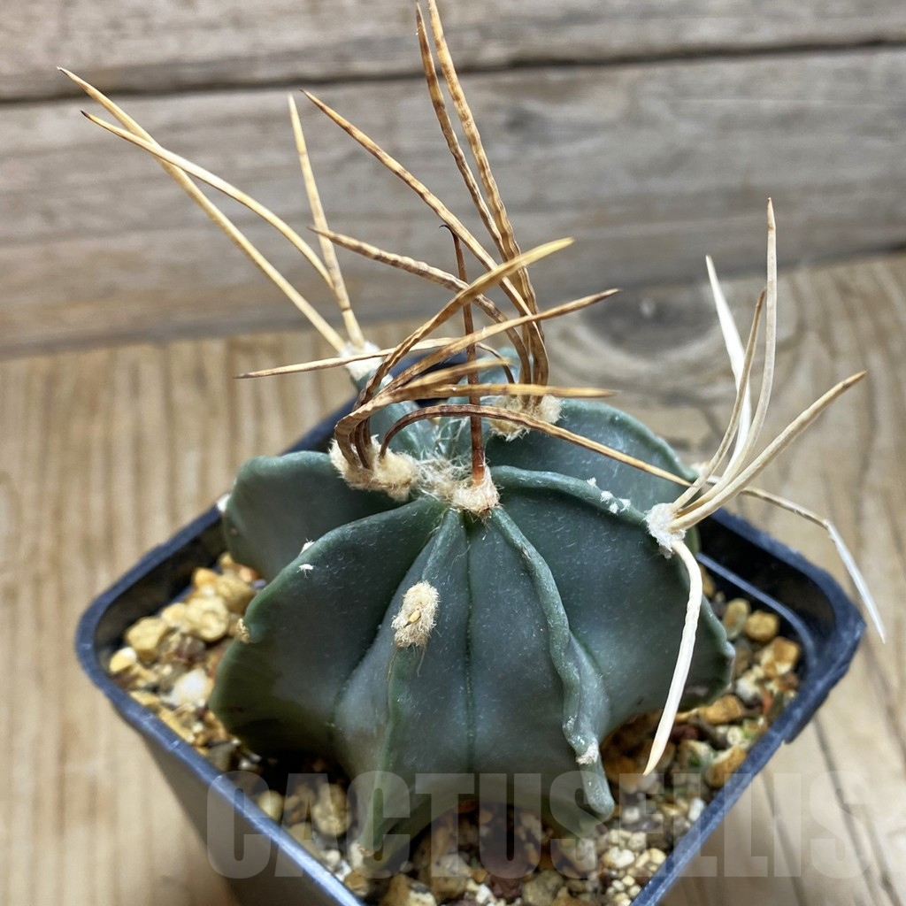 SH16990 Astrophytum niveum v. nudum, 40 km -Cienegas-