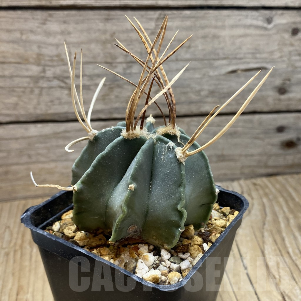 SH16990 Astrophytum niveum v. nudum, 40 km -Cienegas- - Зображення 2