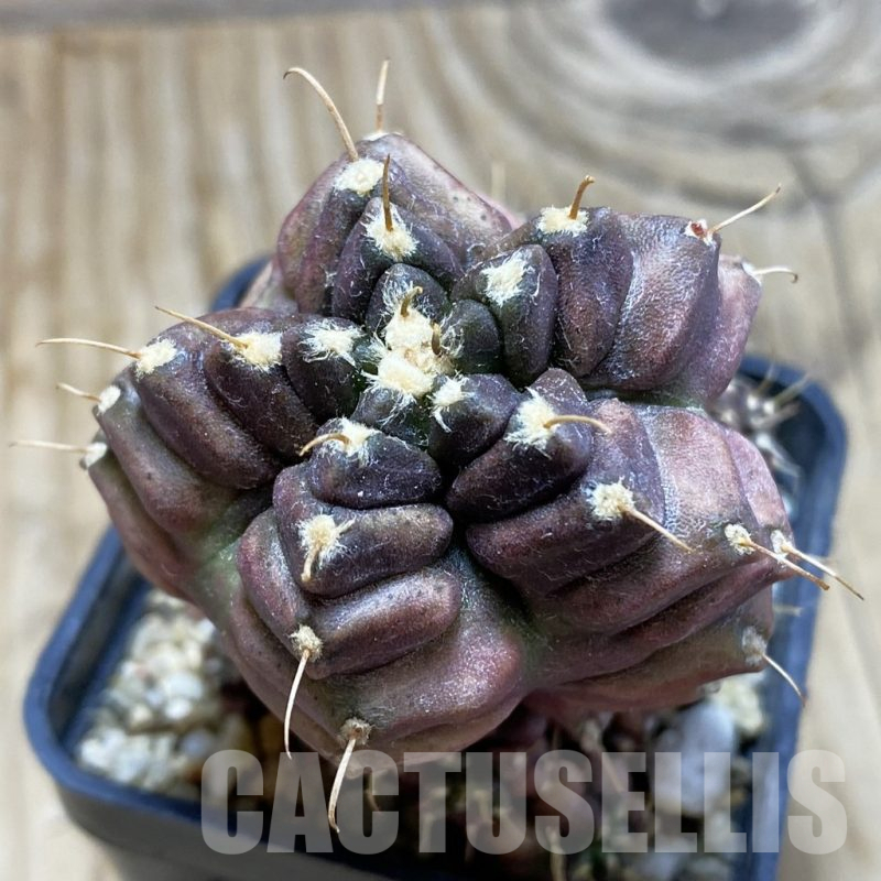 SH16995 Gymnocalycium mihanovichii ‘North Star B'