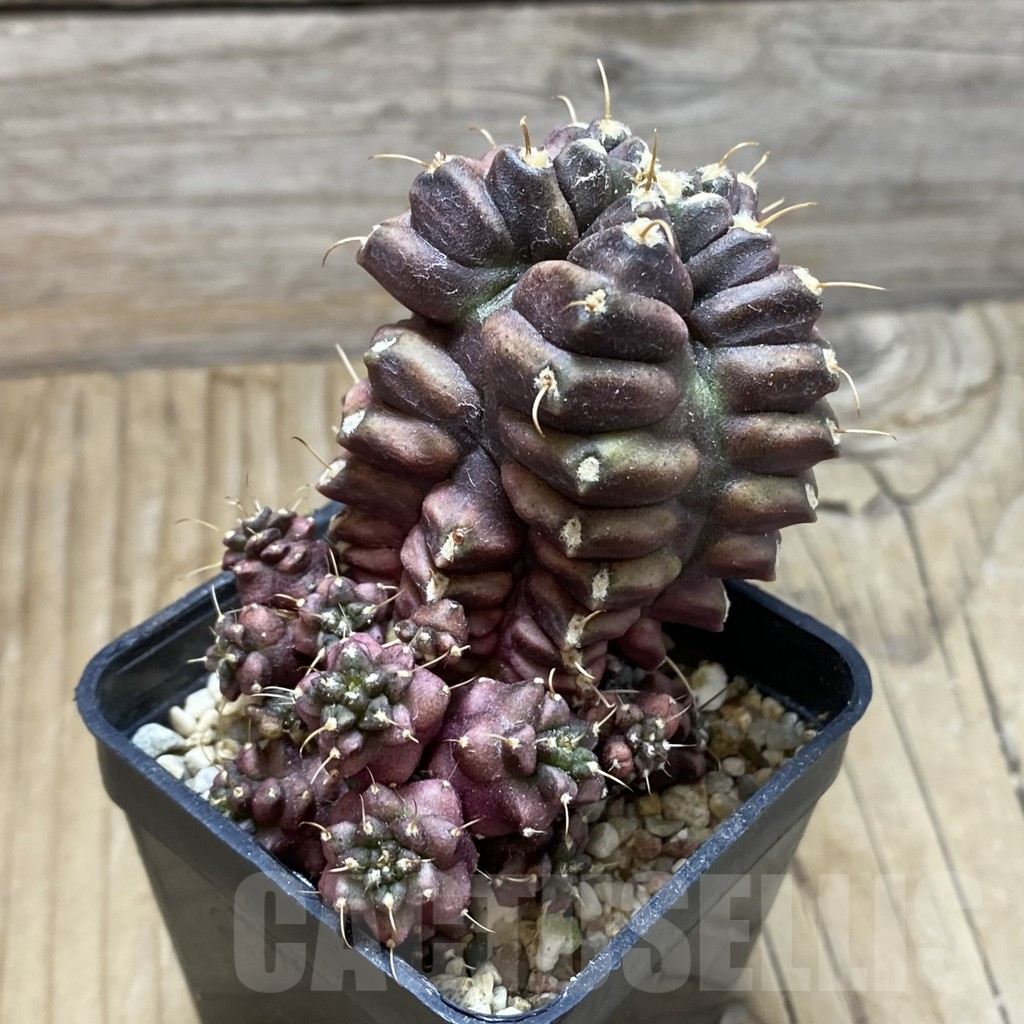 SH16995 Gymnocalycium mihanovichii ‘North Star B' - Obrázek 2