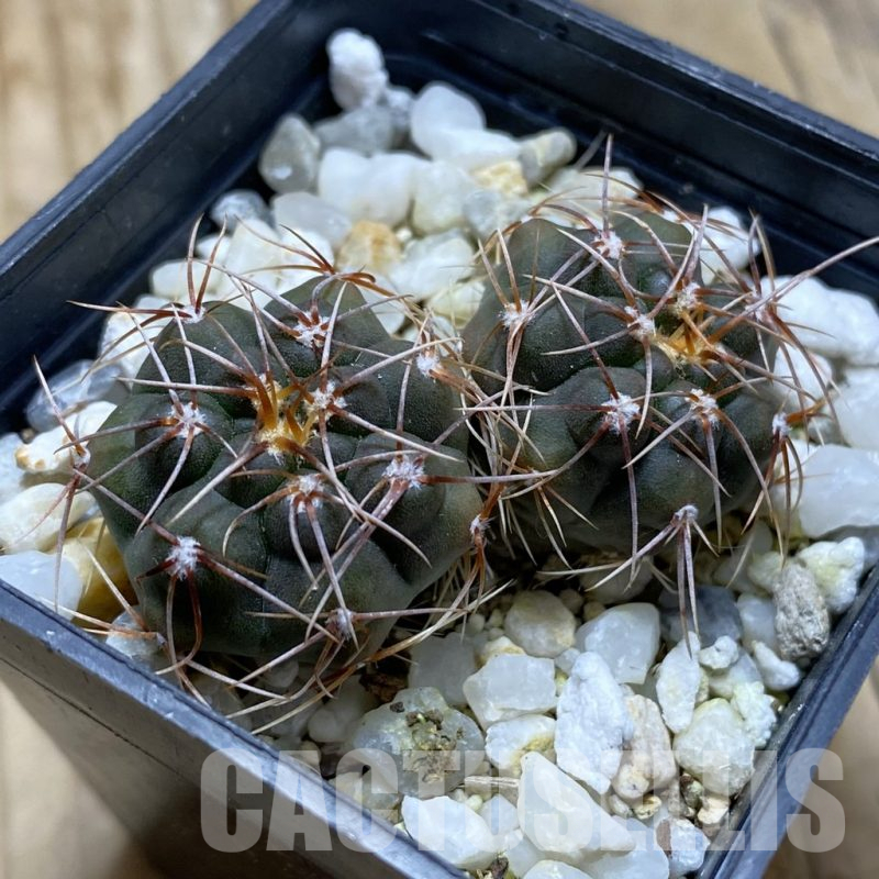 SH16996 Gymnocalycium mucidum aff. sp. VG 309, 2 plants