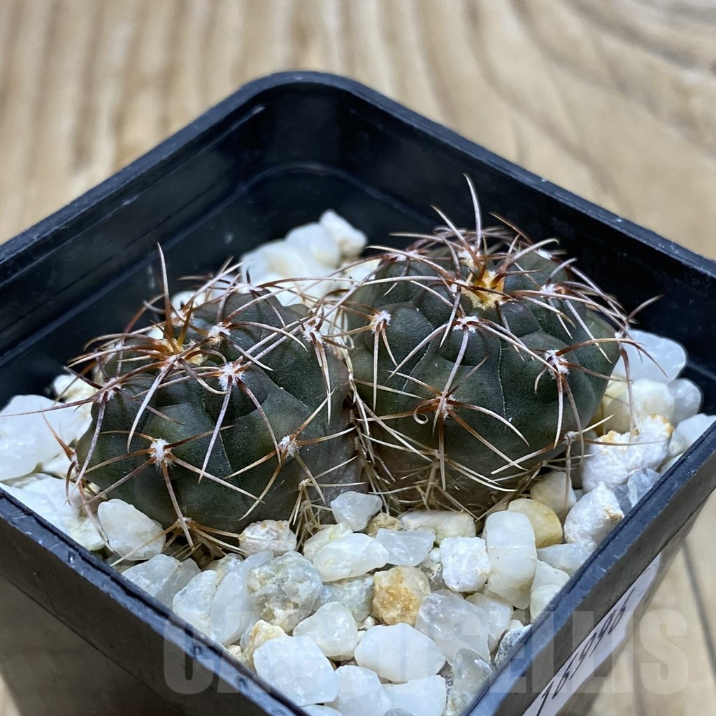 SH16996 Gymnocalycium mucidum aff. sp. VG 309, 2 plants - Obrázek 2