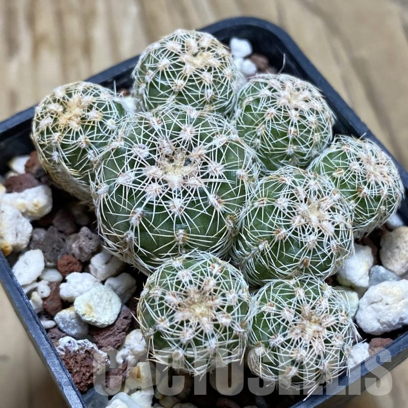 SH16997 Gymnocalycium bruchii