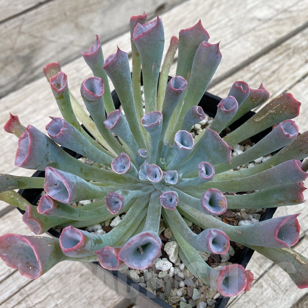 SH16946 Echeveria 'Trumpet'