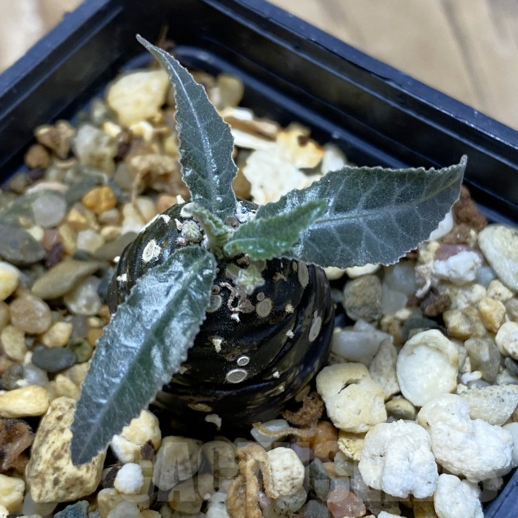 SH16953 Dorstenia lancifolia