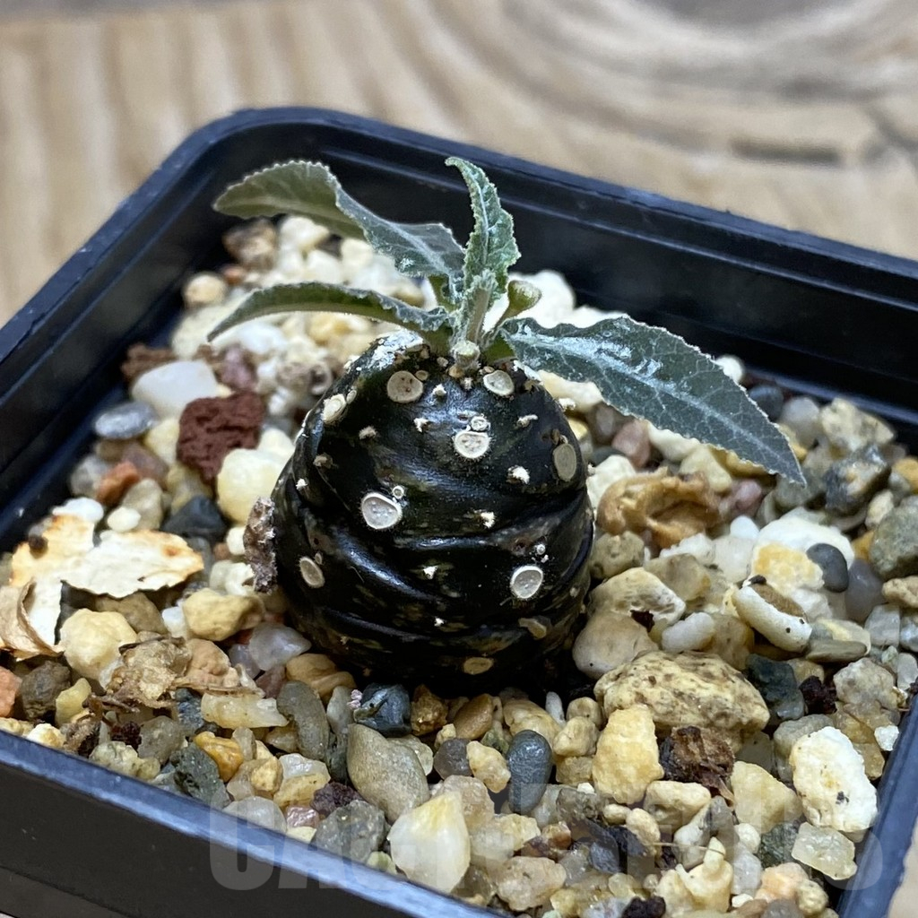 SH16953 Dorstenia lancifolia - Image 2