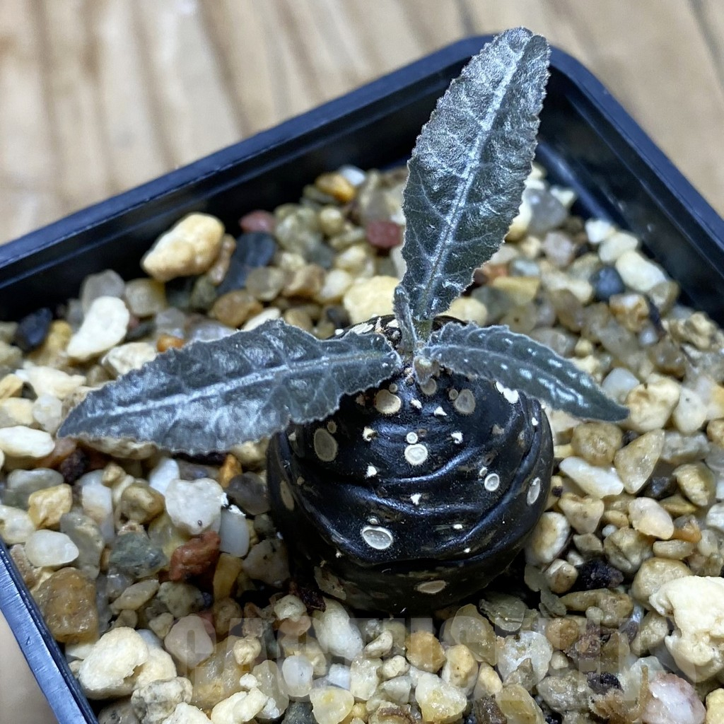 SH16954 Dorstenia lancifolia