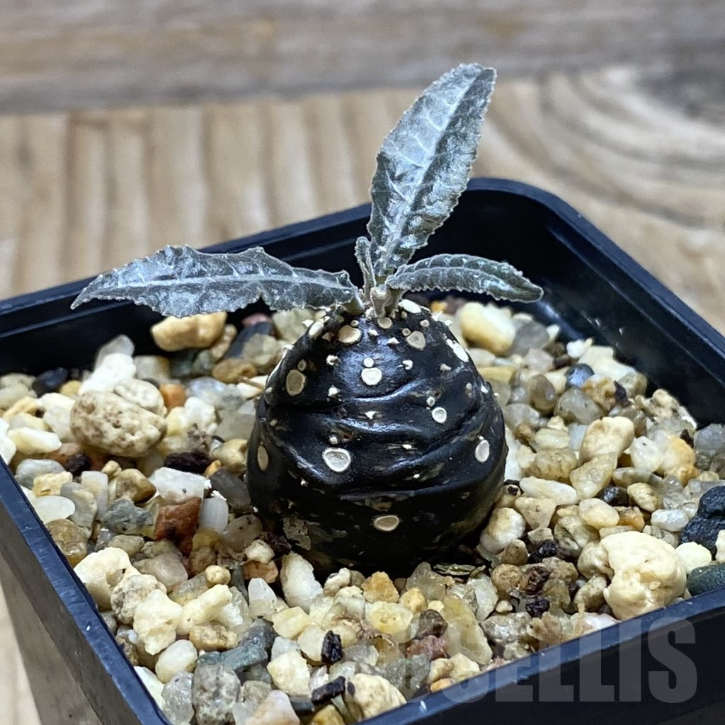 SH16954 Dorstenia lancifolia - Image 2