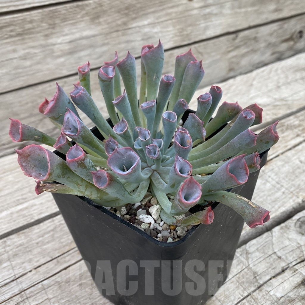 SH16946 Echeveria 'Trumpet' - Image 2