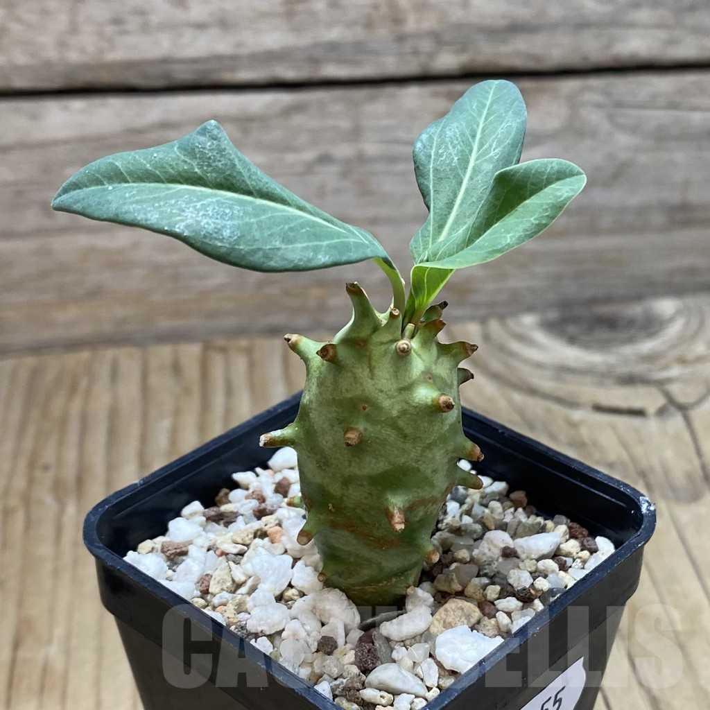 SH16955 Euphorbia longituberculosa - Image 2