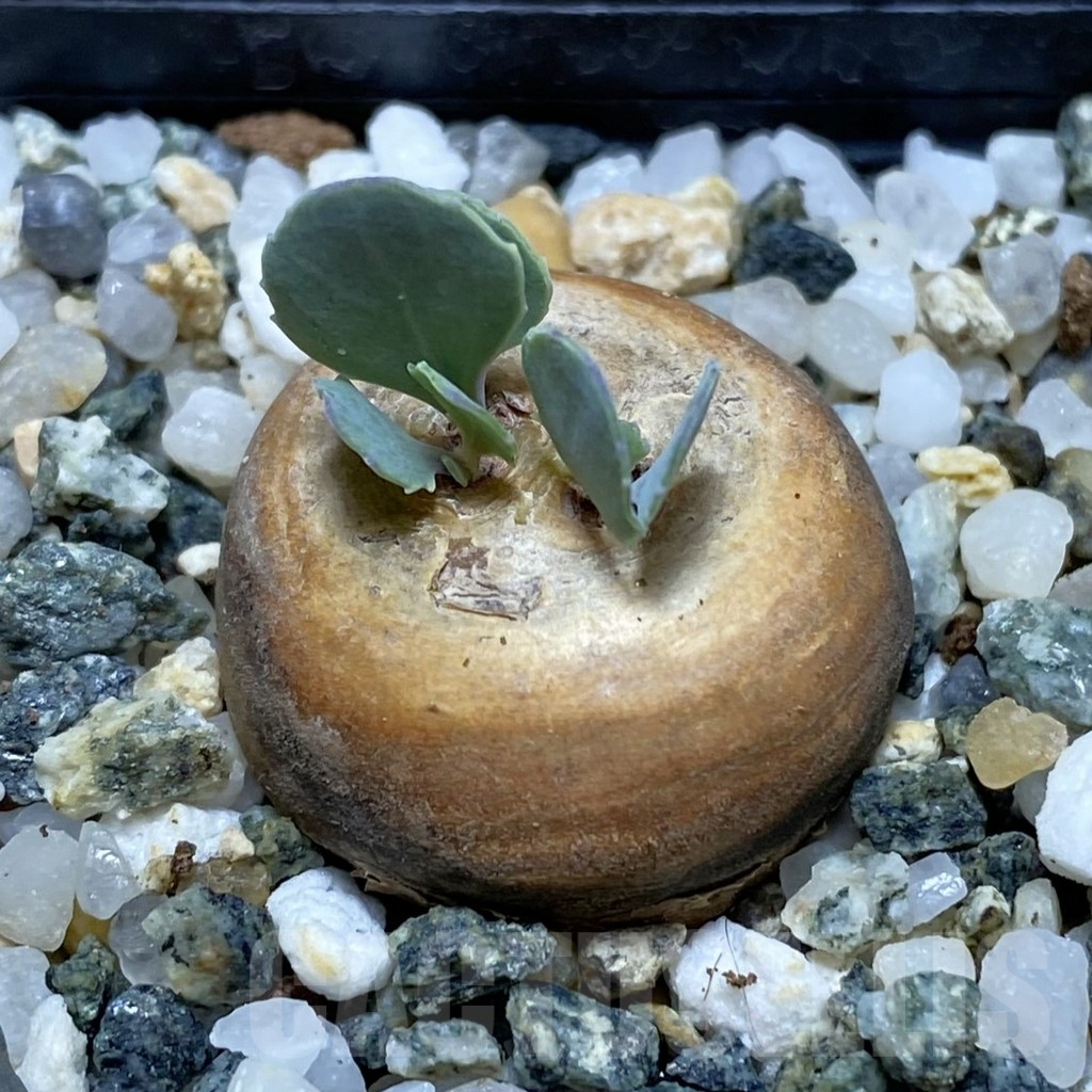 SH16956 Othonna cacalioides