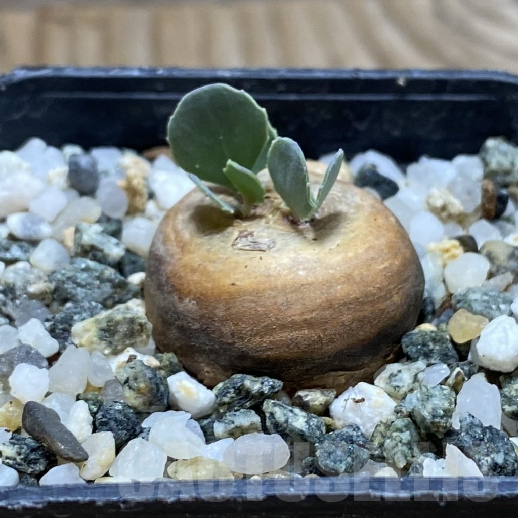 SH16956 Othonna cacalioides - immagine 2